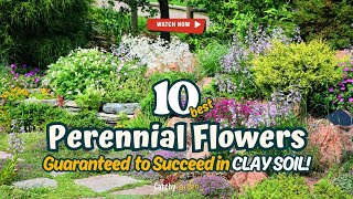 Top 10 Perennial Flowers GUARANTEED to Succeed in CLAY SOIL 🌹🌻🔥  Gardening Ideas [upl. by Setsero863]