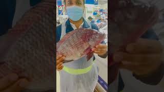 Egypt bolti fish  Egyptian tilapia fish السمك البلطي fish ytshorts viral shorts fishvideo [upl. by Yrocal]