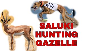 Saluki Hunting Gazelle dog racing [upl. by Gernhard]