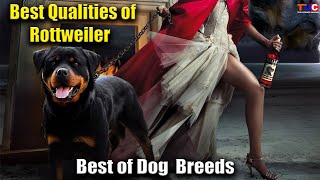 Before Buying ROTTWEILER DOG Watch This  Best of The Dog Breed Ep4 [upl. by Remat954]