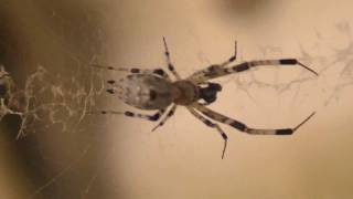 Uloboridae Spider species  hackled orbweaver or cribellate orb weavers [upl. by Yllom]