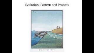 Evolutionary pattern and process [upl. by Einittirb]