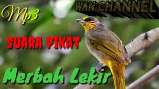 suara pikat merbah lekir MP3 [upl. by Aikemal]