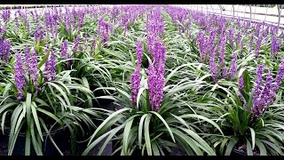 Best Perennials  Liriope Purple Explosion Lily Turf The BEST variety we grow [upl. by Linnell]