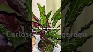 Calathea Rufibarba garden [upl. by Auston]