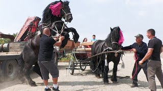 Armăsari prima dată în pereche Duțu de la Praxia și Bogdan de la Păltinoasa [upl. by Urson]