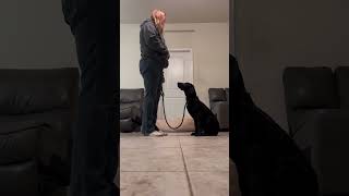 4 mo Labrador Harper Best Labrador Trainers  Off Leash K9 Training Phoenix [upl. by Cristina749]