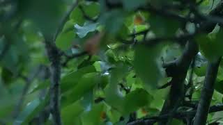 Goldencrowned Kinglet dodging the camera [upl. by Shatzer]