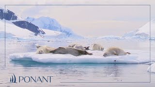 Nos croisières en Antarctique instants PONANT en baie de Wilhelmine  PONANT [upl. by Wenda293]