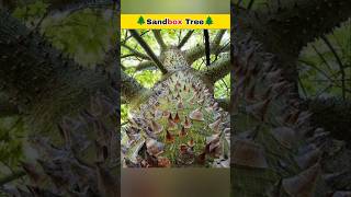 Sandbox Tree 🌲 Amazing Facts facts shorts [upl. by Malvin]