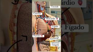 Biology notes❤️❤️shortvideo [upl. by Aiyotal]