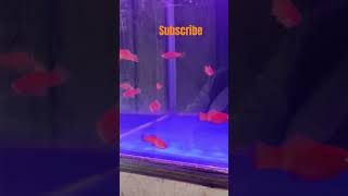 Platies fish tank shortsaquariumfishfishtank aquariumpetsplatiesmusicmusicshortsplatyfish [upl. by Vidovik663]