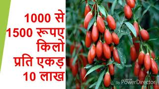 Goji berry plant farming महंगा और रसीला फल गोजी बेरी की खेती wolfberry [upl. by Ahsaenat]