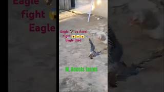 Eagle🦅vs Aseel fight Eagle died eagles eagle aseelmurga aseelfighting diedeaglehawkeaglet [upl. by Tracy]