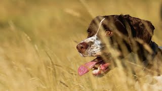 Training Your English Springer Spaniel The Basics [upl. by Ahsital]