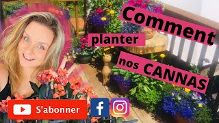 Comment planter facilement et simplement des rhizomes de cannas 2022 [upl. by Hoxsie]