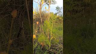 Wild Fennel Foeniculum Vulgare [upl. by Choong]