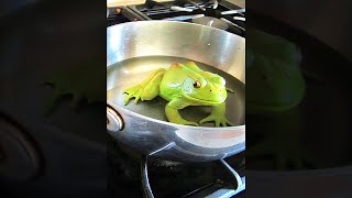 Boiling Frog Alive Experiment [upl. by Boffa515]