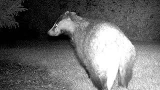 Maginon Wildlife Camera footage of a Badger at night [upl. by Eihcra]