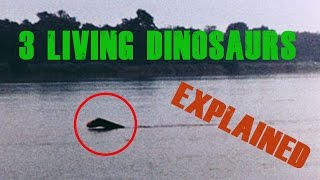 3 Living Dinosaurs Seen in Real Life And Their Explanations [upl. by Ranson]