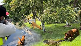 Day 1 Giant Orange Alpha iguanas Fight over ackee Tree Hired to Remove them [upl. by Nageet]