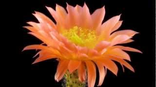 Trichocereus Cactus Orange California [upl. by Eilyw275]