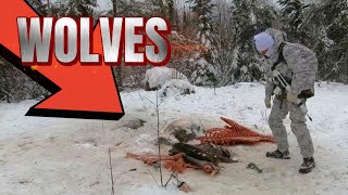 💥WILDERNESS SCOUT finds WOLF TRACKS and a MOOSE CARCASS then prepares a FIRE to BOIL WATER [upl. by Aibos]