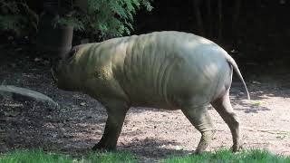 Enrichment for babirusa at Zoo Antwerpen [upl. by Aryahay]