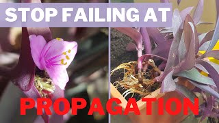 How to PROPAGATE Purple Heart FROM CUTTINGS  with UPDATE [upl. by Kappenne]