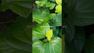 Pepper plant variegated variety 70758584997095858499 plants available call me [upl. by Iramaj]