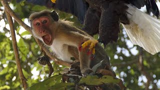 Eagles Attack Monkeys By Surprise  Whether The Monkey Can Escape [upl. by Damali]