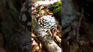 Coprinopsis picacea навозник дятловый [upl. by Verger]