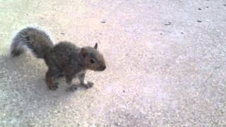 Squirrel With Rabies Tries To Attack Humans [upl. by Chavey418]