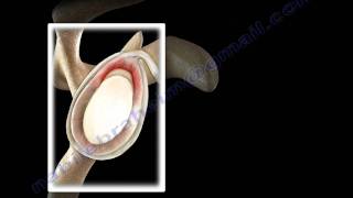 SLAP Tear Overview  Everything You Need To Know  Dr Nabil Ebraheim [upl. by Anirdna376]