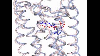 G protein activation by Rhodopsin [upl. by Latea]