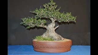 Ligustrum ovalifolium  Privet bonsai 6 [upl. by Ycak]