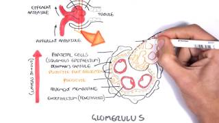 Nephrotic Syndrome  Types and pathology histology [upl. by Terry]