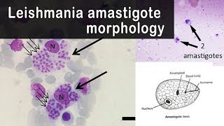 Leishmania amastigote morphology [upl. by Auqinom]