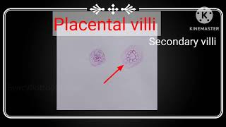 Histology of Chorionic villi [upl. by Outlaw]