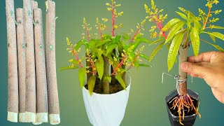 Propagation Mango Tree From Cuttings Full Information 100 [upl. by Hsina]