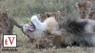 Small Lion Cubs Annoy Their Sleeping Fathers [upl. by Reivazx]