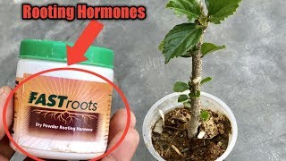 What are Rooting Hormone Powder  How to Use Rooting Hormone to Grow Plants from Cuttings [upl. by Dnaltiak578]