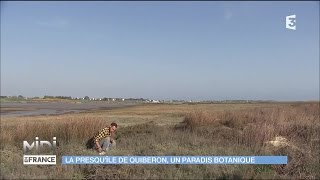 La presquîle de Quiberon un paradis botanique [upl. by Phenica]