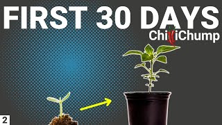 First 30 Days of Growing Chilli Peppers  Episode 2 [upl. by Naloc]