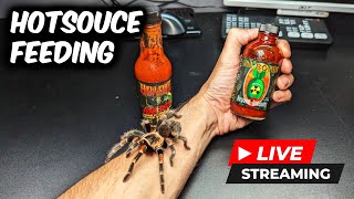 TARANTULA HOT SAUCE CHALLENGE FEEDING [upl. by Carlos41]