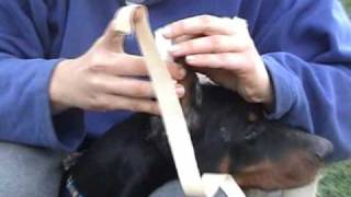 Dobermann ear taping [upl. by Ilah]