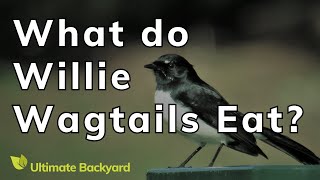 What do Willie Wagtails Eat [upl. by Clywd]