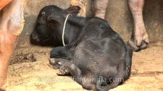 Fattened cows of a dairy farm in Delhi [upl. by Nickles158]