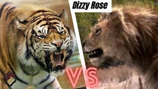 Ngandong Tiger vs American Lion 2022 [upl. by Derna]