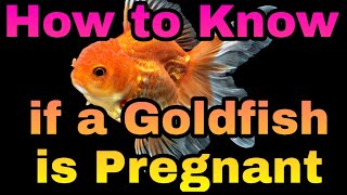 How to Know if a Goldfish is Pregnant  Easy Tips [upl. by Nimajaneb]